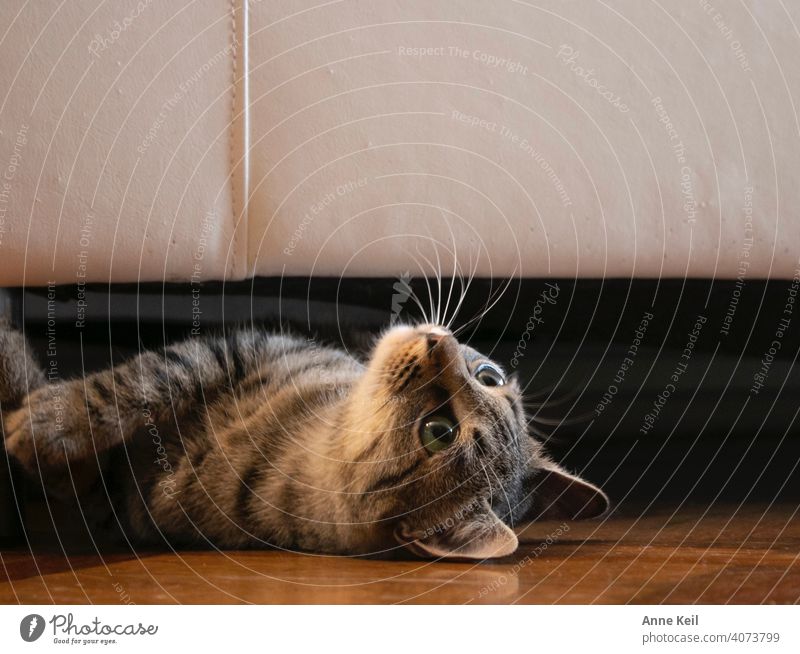 Young tabby cat looks out from under the sofa. Cat putty feline Kitten Cute Pelt One animal pets Enchanting Fluffy kitten Interior shot green eyes Green