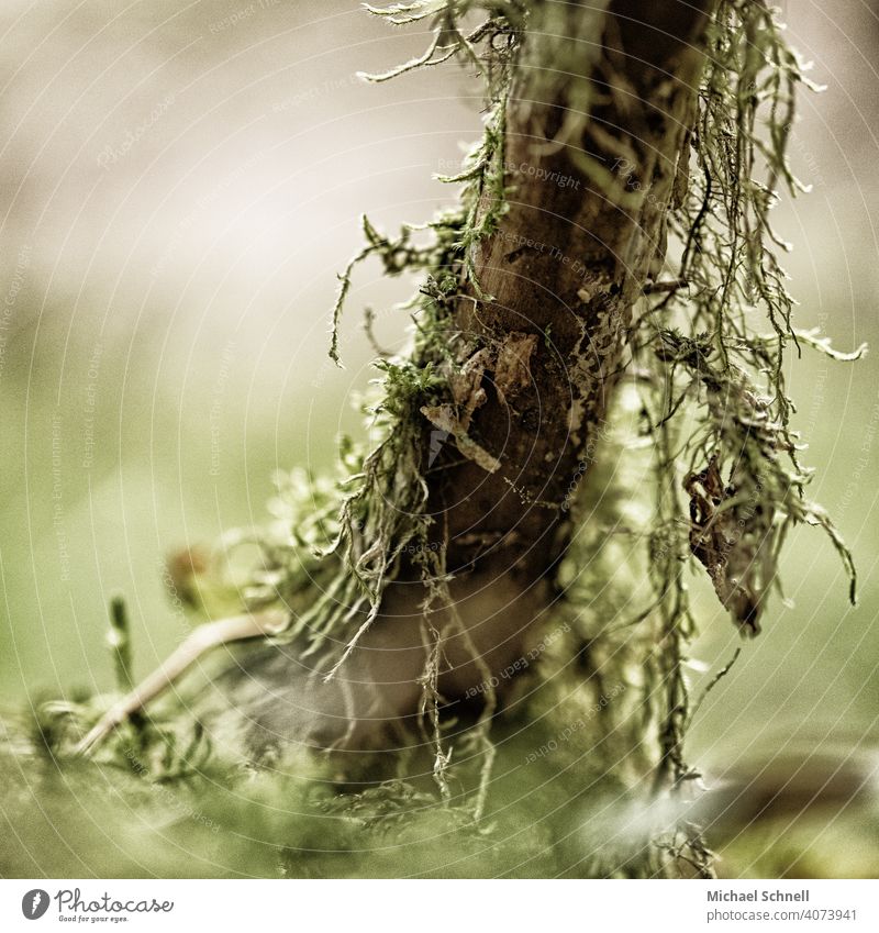 Vermoost! Moss moss-covered Branch Nature Green Plant Colour photo Deserted Detail Macro (Extreme close-up) macro macro photography Covered Overpowered