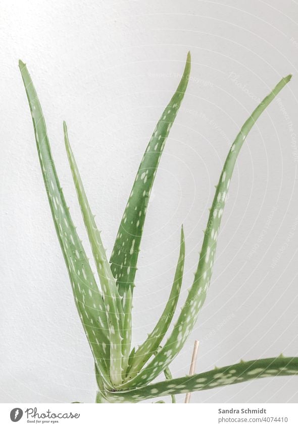 aloe vera Foliage plant Aloe Houseplant Houseplants Cactus Green White white background