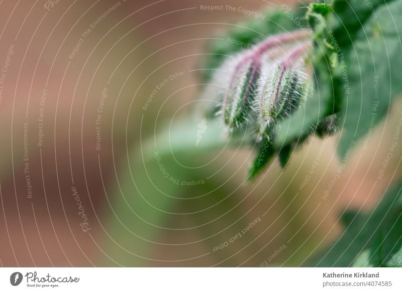 Borage Bud Macro borage Flower green bud Floral edible herb herbalism Plant copy space Nature Natural Grow Growing Growth bloom Blossom Blooming Summer Spring