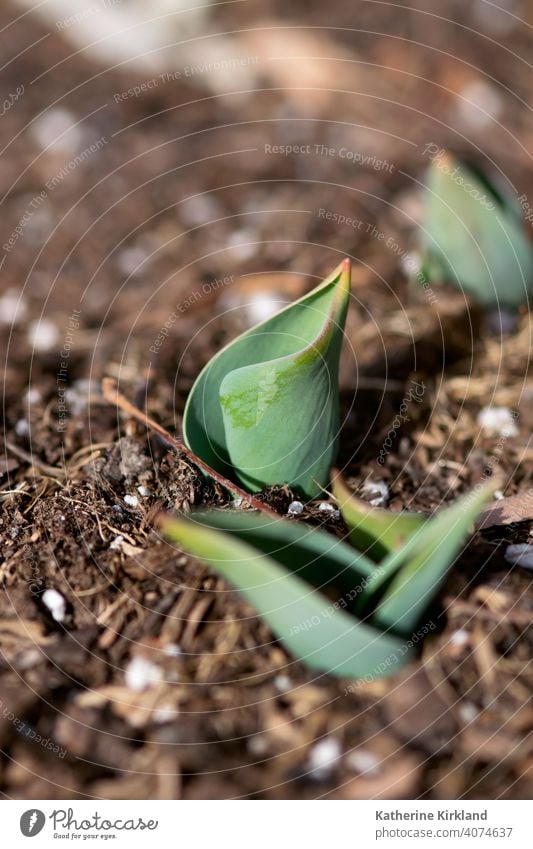 New Tulip Plant tulip leaf leaves plant Grow Growing Growth sprout sprouting Nature Spring springtime Season Seasonal soil dirt earth ground botanic botanical