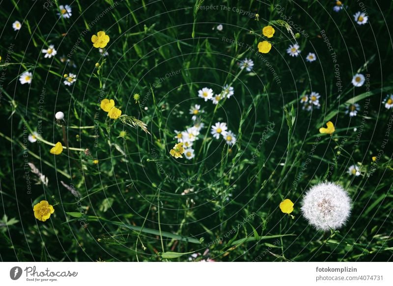 Meadow flowers from above meadow plants blossoms meadow flowers Blossoming Wild plant Sprout Dandelion Flower love Spring buttercup buttercups Daisy Plant