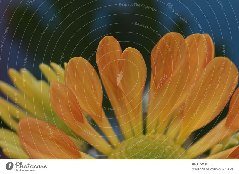 orange petals detail of a chrysanthemum Flower Blossom Orange Delicate Noble Leaf leaves Close-up Colour photo Plant Chrysanthemum