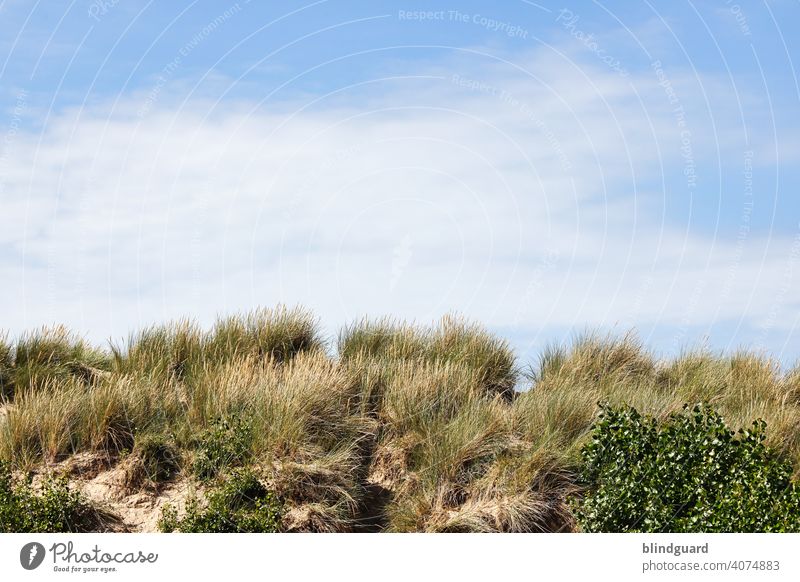 I have distress Wanderlust North Sea duene Marram grass Beach Belgium Sky Clouds Blue White Green vacation coast Relaxation Vacation & Travel Ocean Landscape