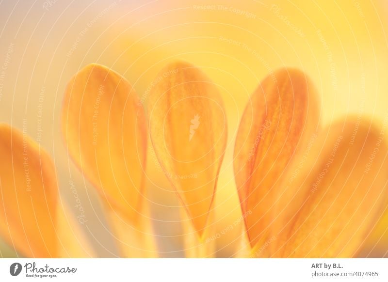 Chrysanthemum flower macro flower petals in orange Flower Blossom detail Orange Delicate Noble Leaf leaves Close-up Spring Season Yellow Chrysanthemums