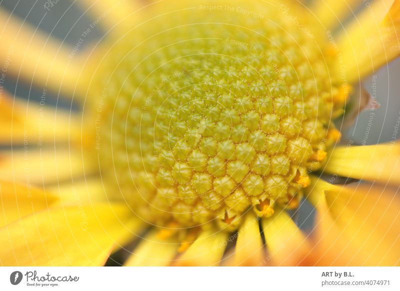 Chrysanthemum macro Flower Blossom detail Orange Delicate Noble Leaf leaves Close-up Spring Season Yellow Chrysanthemums proximity Near tight Sámen