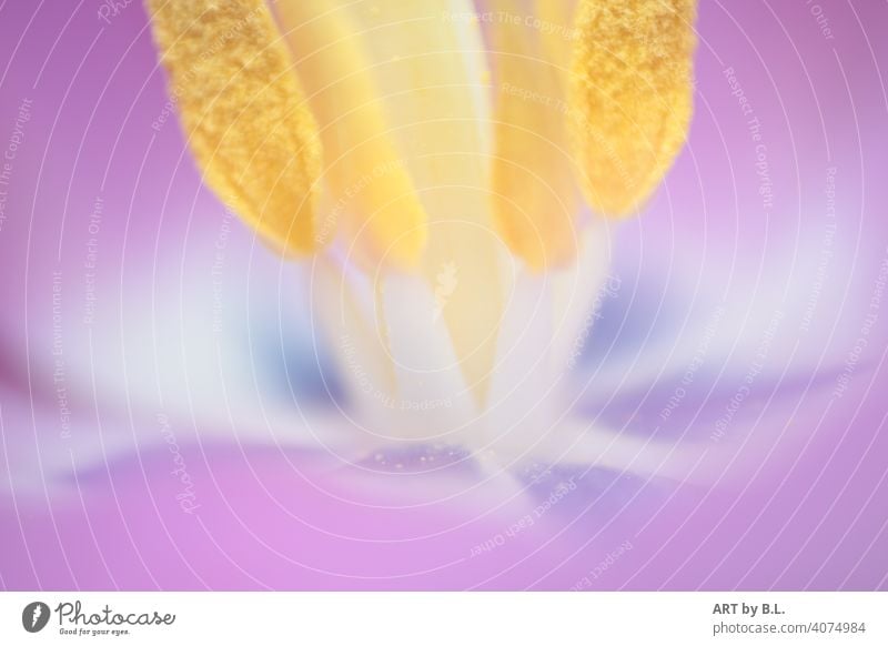 Interior of a tulip with seeds and stem in section macro Close-up Tulip stalk Sámen purple Yellow White Blue Delicate Noble Nature Flower Garden dwell