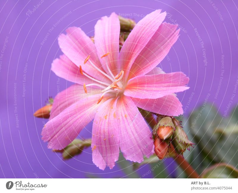 Porcelain florets in full beauty purple pink Flower Blossom pastel buds Garden open flourished Delicate Noble decoration dwell Market garden Advertising