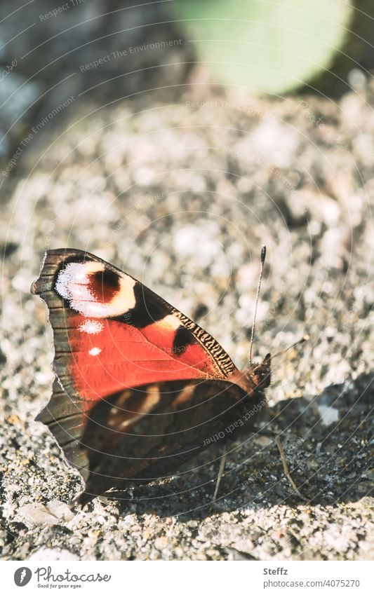 a small butterfly enjoys the sunny day in the garden Butterfly Peacock butterfly Noble butterfly butterflies Aglais io Inachis io October Solar heat late summer