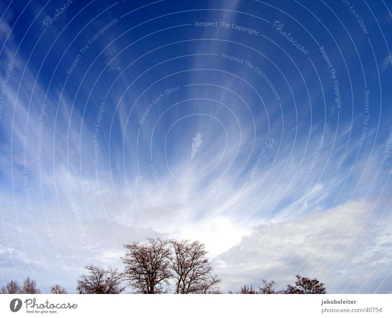 sky ride Tree Spring Clouds Sky Wind cloud atmosphere