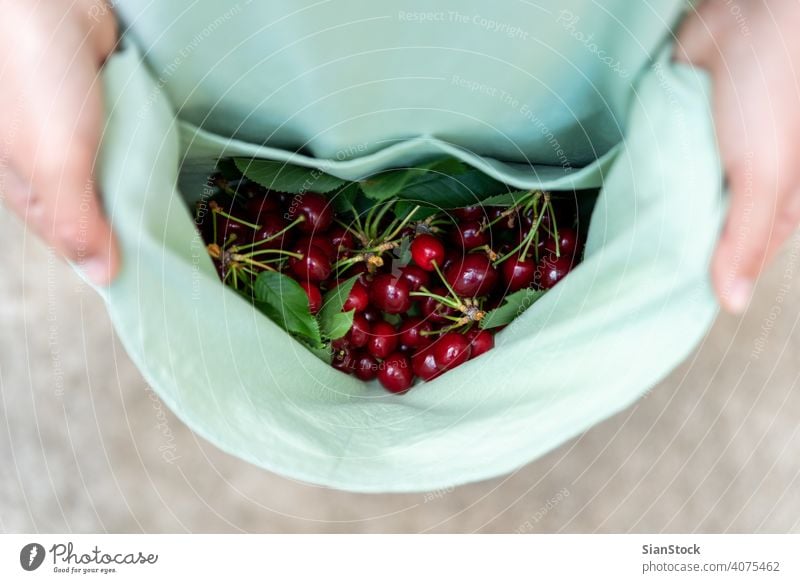 Young woman has fresh cherries on her apron. cherry juicy healthy food hand organic ripe vegetarian top view agriculture fruit girl nature natural green summer