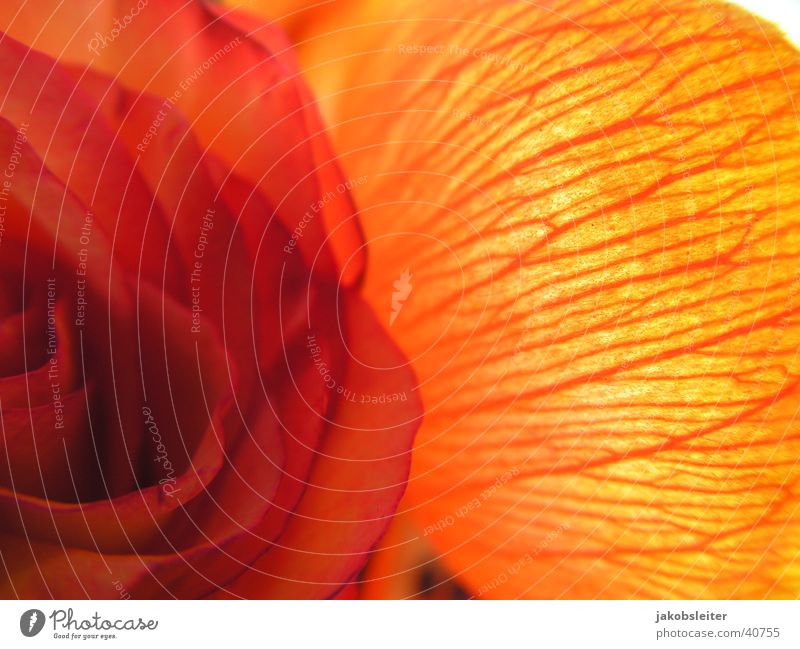 tenderness Blossom Visual spectacle Spring Two flowers close up pulsation Macro (Extreme close-up)