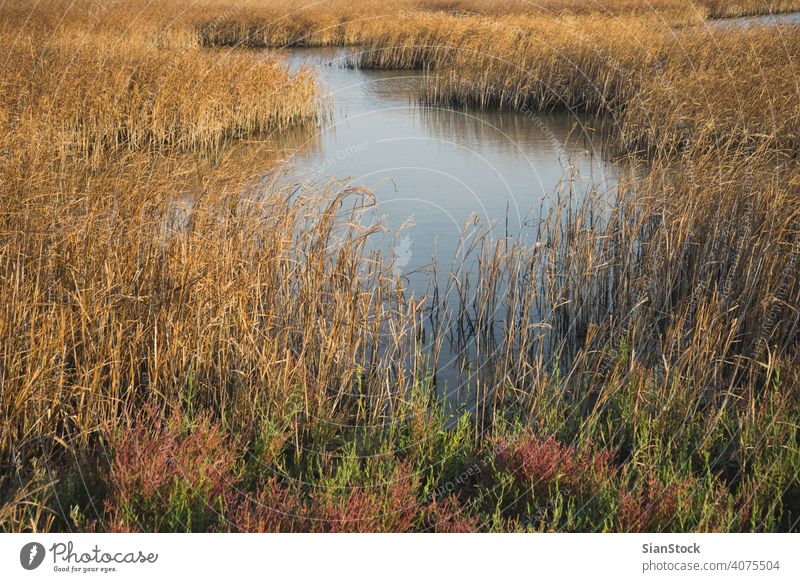 Part of the delta of river Evros, Greece evros view sky natural landscape beautiful winter nature water aerial drone background white yellow tree greece