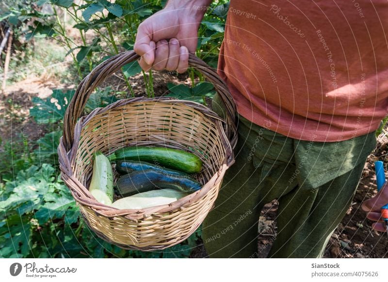 Man is holding a basket with zucchinis in his garden harvest summer fresh healthy food green organic squash vegan raw ingredient vegetarian agriculture plant