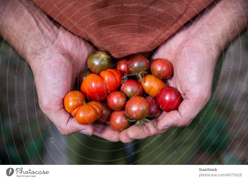 Fresh small red tomatoes in farmers hands, top view Garden Farm Gardening Healthy Food Green Harvest Organic Agriculture Summer Plant Basket naturally Mature