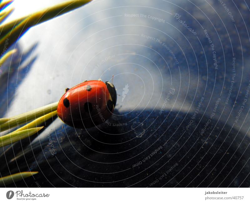 road 66 Spring Transport Ladybird on bonnet herald of spring Trip after hibernation on the first stalks