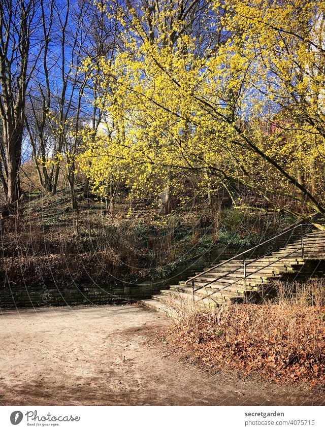 Spring everywhere Tree Blossoming Park Hamburg Altona Stairs ascent Exterior shot Colour photo Deserted Nature Plant Day Spring fever Garden Fragrance naturally