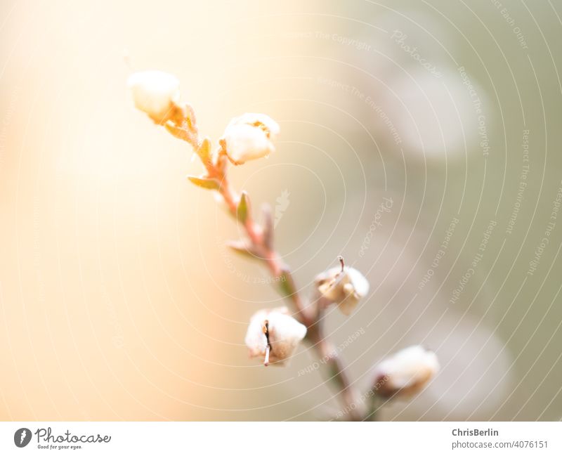 Flower stalk macro photography Nature Close-up Detail Plant Blossom Garden Exterior shot Colour photo Shallow depth of field blurriness Pink Blossoming