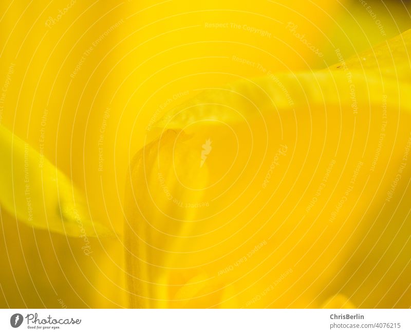 yellow petal close up Yellow Flower Blossom Plant Close-up Macro (Extreme close-up) Nature Detail Blossom leave Spring Colour photo Blossoming