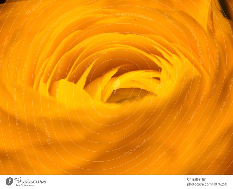 yellow ranunculus close up Blossom Flower Plant Yellow Close-up Macro (Extreme close-up) Nature Detail Spring Colour photo Shallow depth of field Blossoming