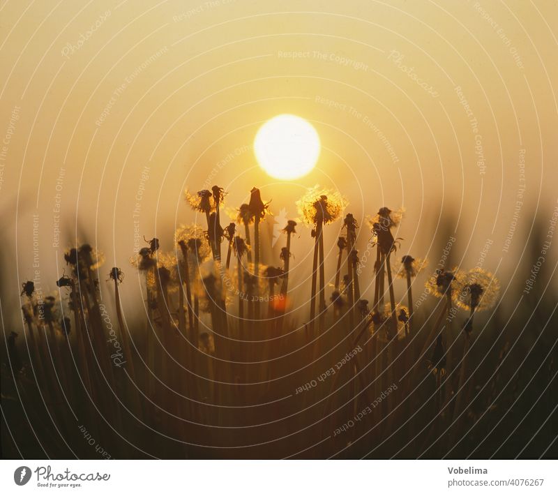 Flowers with evening sun flowers Nature blossoms Garden Dandelion flora Botany Evening evening sky Sunset Back-light romantic Picturesque