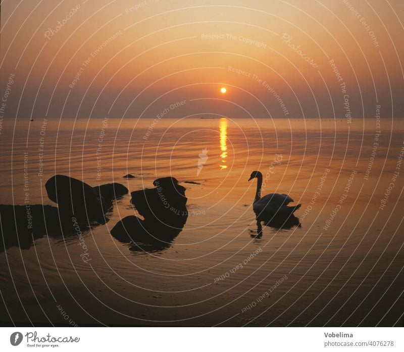 Swan at the Baltic Sea, evening Evening Sun animals Germany Sunset Water Cygnus olor Bird Animal romantic picturesque bank evening sky Sky cloud Clouds Romance