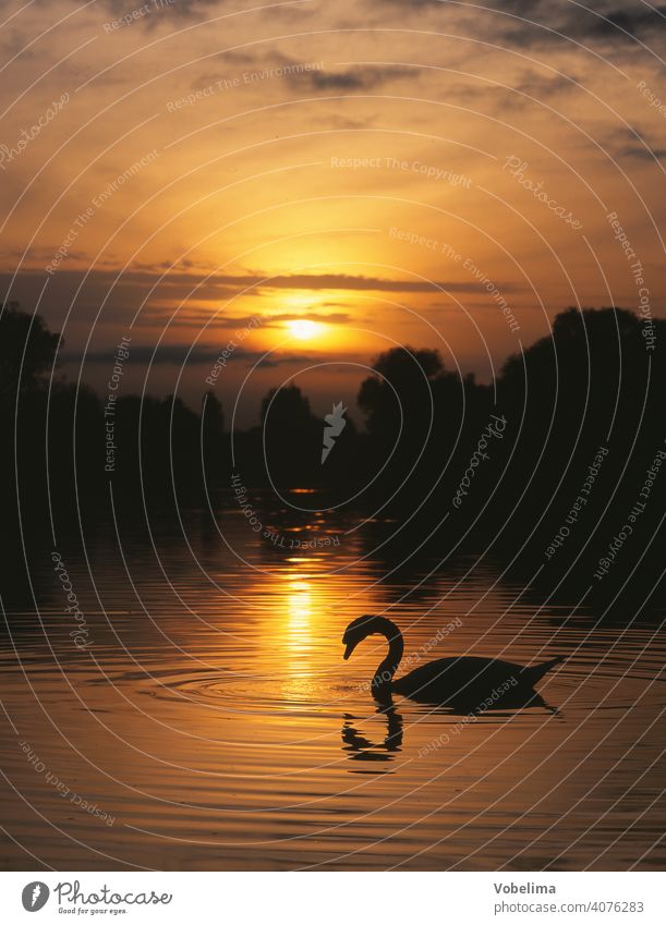 Swan on Lake Constance, evening Evening Sun animals Germany Sunset Water Cygnus olor Bird Animal romantic picturesque bank evening sky Sky cloud Clouds