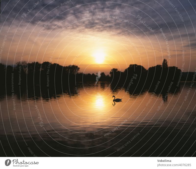 Swan on Lake Constance, evening Evening Sun animals Germany Sunset Water Cygnus olor Bird Animal romantic picturesque bank evening sky Sky cloud Clouds