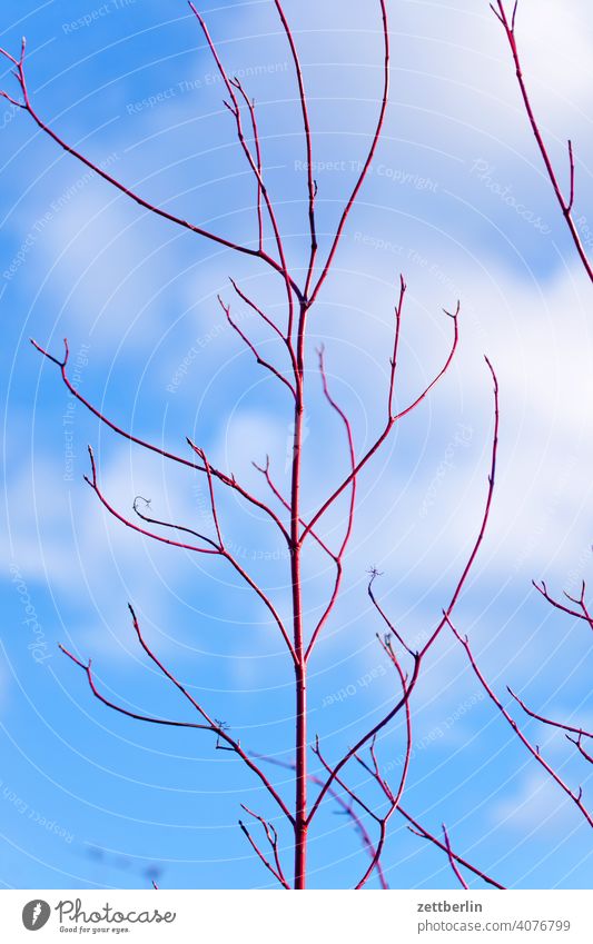 red dogwood Branch Tree Relaxation awakening holidays spring Spring spring awakening Garden Dogwood Sky allotment Garden allotments bud Deserted Nature Plant