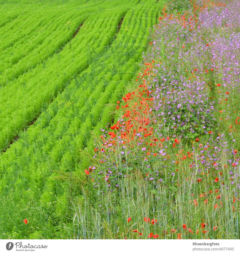 Colourful summer flowers at the edge of the field Poppy Corn poppy Geranium Field Grain Grain field Green Red purple poppies Wheat Barley grains