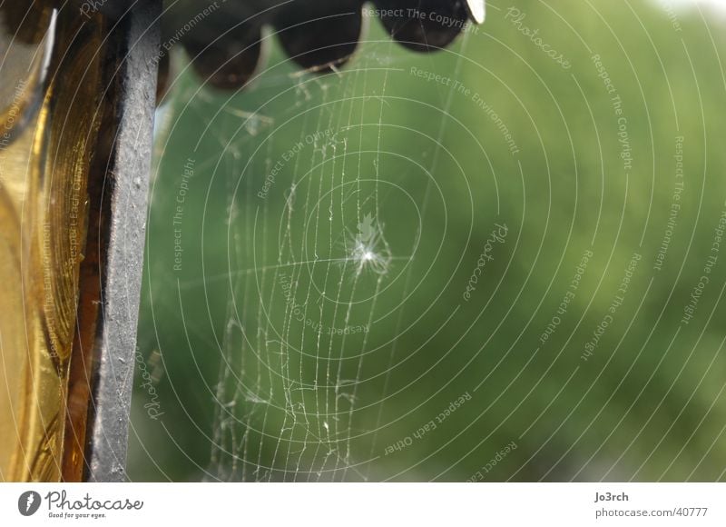 Spider I Spider's web Lamp Blur Depth of field green background Net Nature