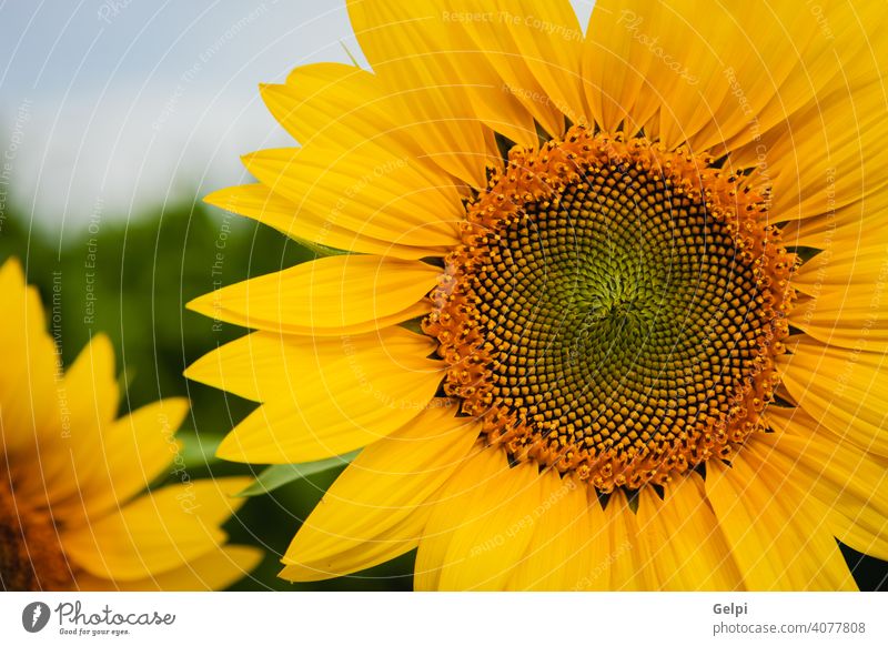 Pretty yellow sunflowers summer nature blossom floral field green agriculture beautiful background beauty plant blooming closeup bright pollen garden sunny leaf