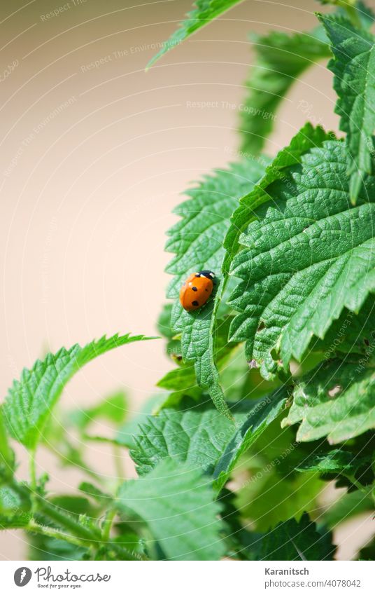 A ladybug sits on a stinging nettle. Stinging nettle nettle tea Diet Blood circulation Detoxification dehydrating Eating food vitamins salubriously Healthy