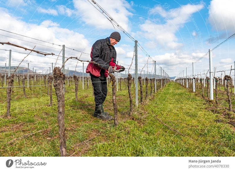 Young man tying vine branches in a vineyard in front of blue sky Man work Areas Agriculture Wine growing Farm Farm labor grapes Germany palatinate traditionally