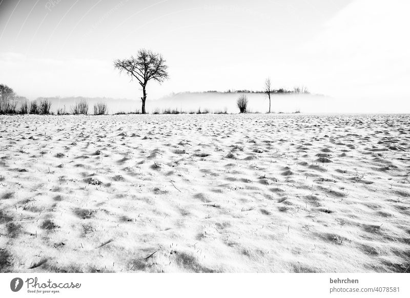 snowy desert Tree trunk Branches and twigs Mystic Climate Gorgeous Dream Black & white photo Fog Mysterious Enchanted forest pretty Dreamily idyllically