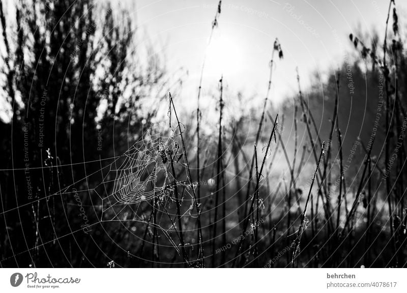 In hiding Black & white photo Winter Seasons Autumn Forest Work of art Flower Field Sunlight Spider Environment Bushes Leaf Exterior shot Sunrise spiderweb