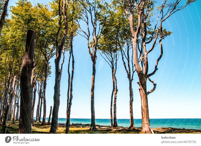 spaces | left trees, right trees and in between spaces Exterior shot Baltic Sea Ocean Beach Sky Nature Landscape Summer coast Vacation & Travel Relaxation