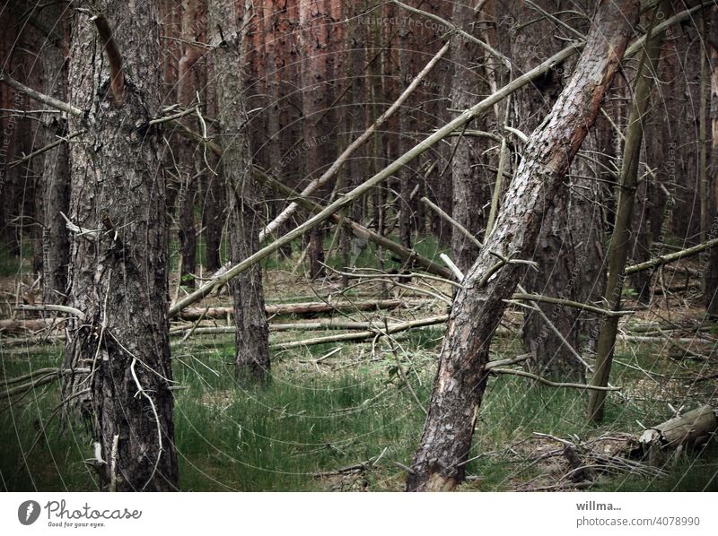 Wind breakage in the forest Forest trees woody Windbreak storm wood Tothoz Storm damage windthrow damaged wood Tree Tree trunk Nature Wood obstructionists