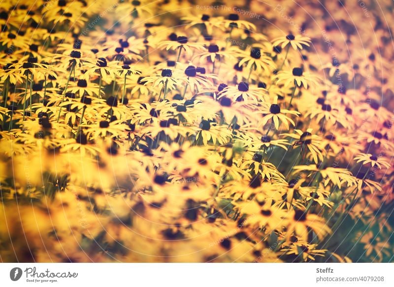 Summer feeling with the yellow coneflower Yellow sun hat common coneflower rudbeckia fulgida Rudbeckia sea of blossoms blossoming September flowers late summer