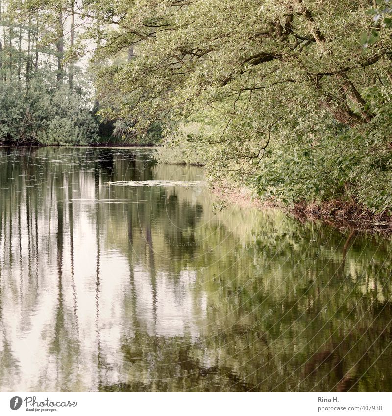 Swan Lake without Swan Nature Landscape Plant Spring Tree Pond Natural Green Idyll Calm Square Colour photo Exterior shot Deserted Reflection