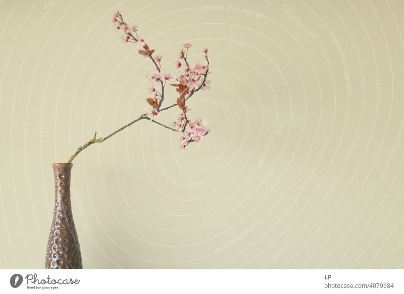 cherry blossom branch in a vase Blossoming Spring Cherry blossom Spring day Natural color Nature naturally Pink Hanami sakura petals spring feeling idyllically