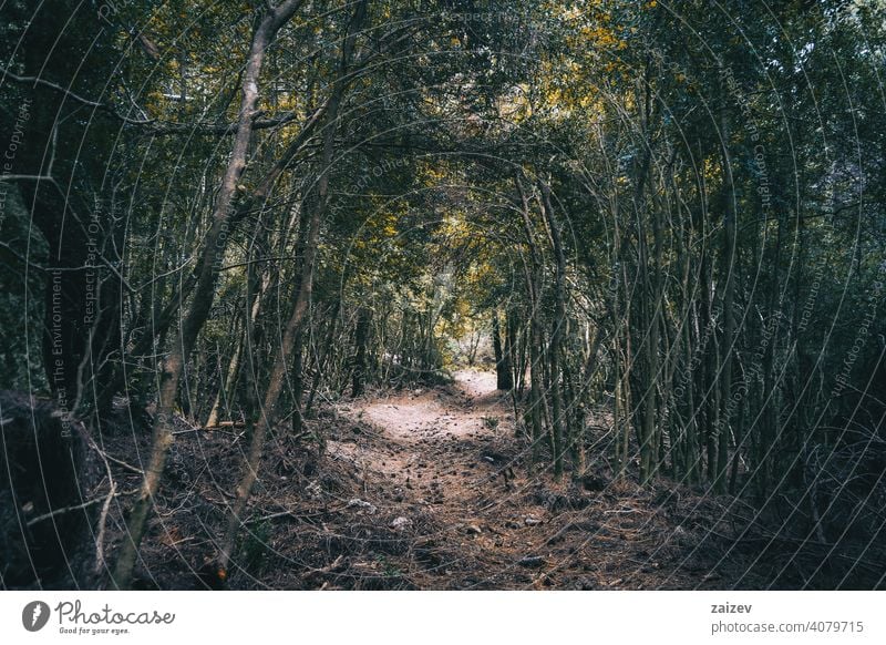 small path that goes into the forest of tarragona fantasy mystery spooky magic peaceful colourful darkness sunbeam curve fairy fairytale misty remote shadow