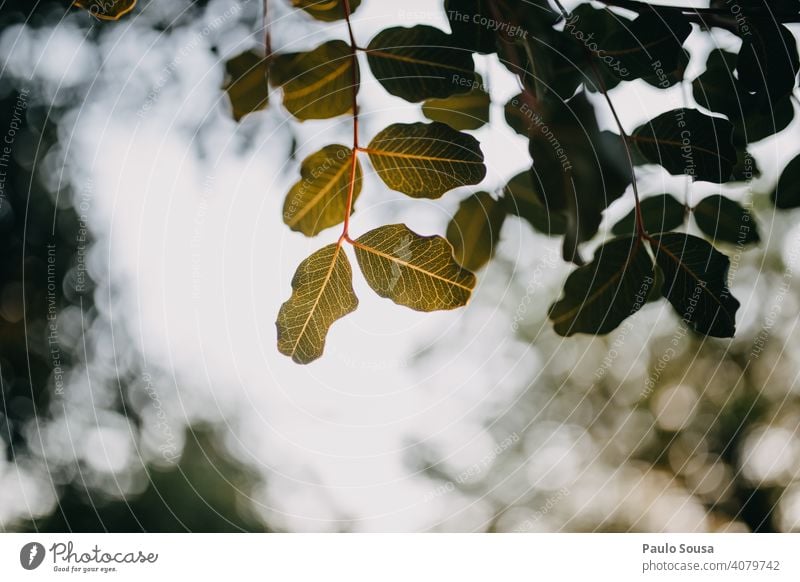 Green leaves against the sky Tree Leaf Nature Deserted Autumnal colours Brown Plant Yellow Autumn leaves Spring background Back-light Copy Space Environment