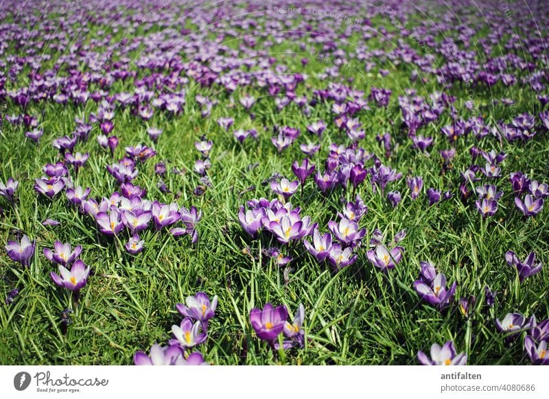 The blue ribbon Duesseldorf Crocus blossom Spring Meadow Flower Blossom Nature Plant Colour photo Exterior shot Blossoming Violet Shallow depth of field