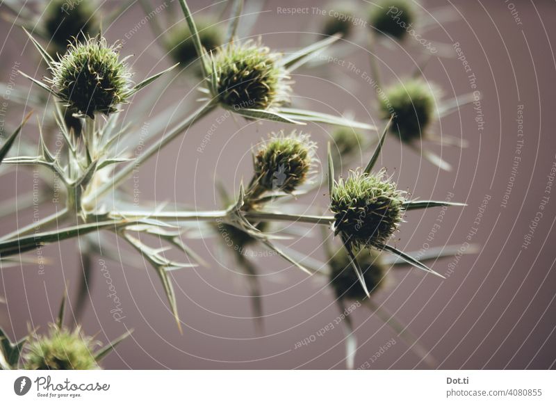 Field Man Litter Thistle Thistle blossom Eryngium campestre Plant Nature Colour photo Thorny Deserted Shallow depth of field Close-up Blossom Botany Green