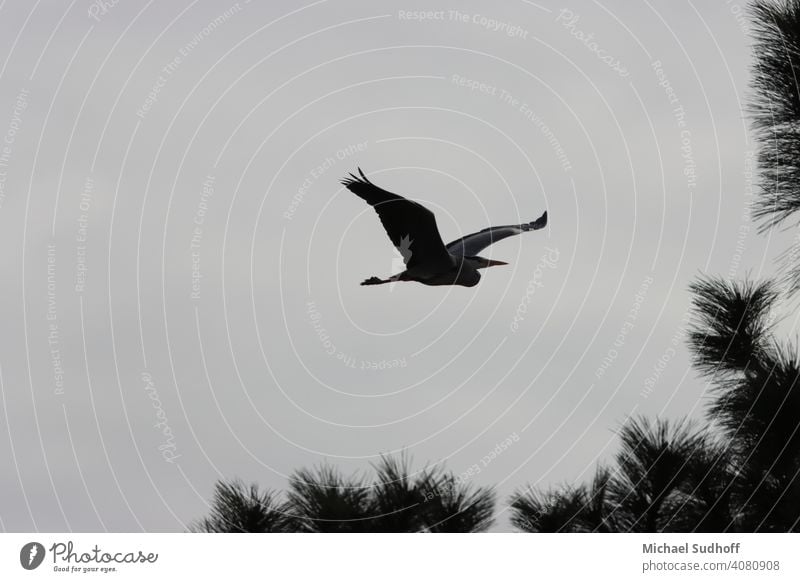 A grey heron just taken off the nest in search of building material, at dusk in mid-March. Beak Animal Nature Grand piano Bird Wild animal Sky Feather Flying