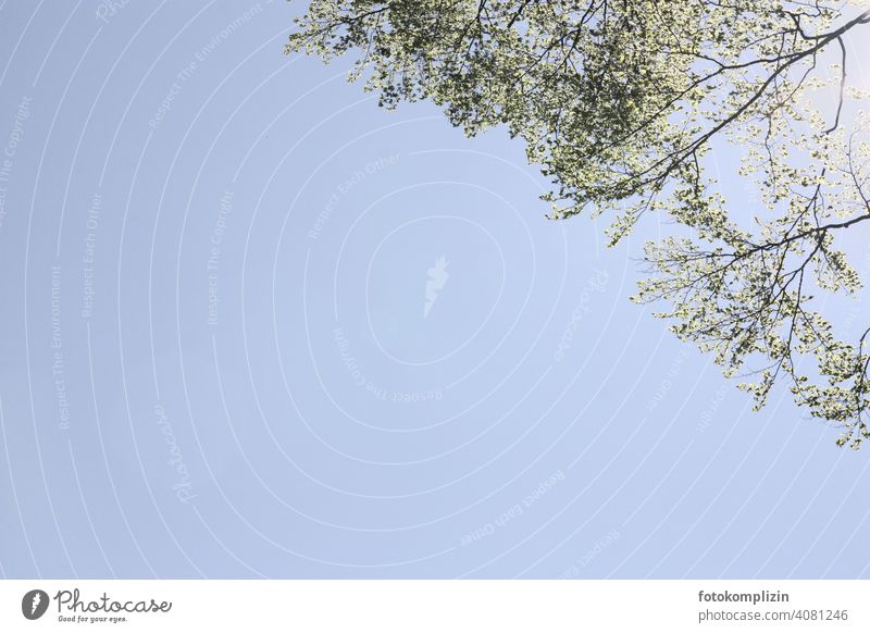 fresh leaves sprouting branches against light blue sky Spring Springtime awakening Delicate the spring is coming twigs Sprout Tree tops Leaf Growth buds Plant