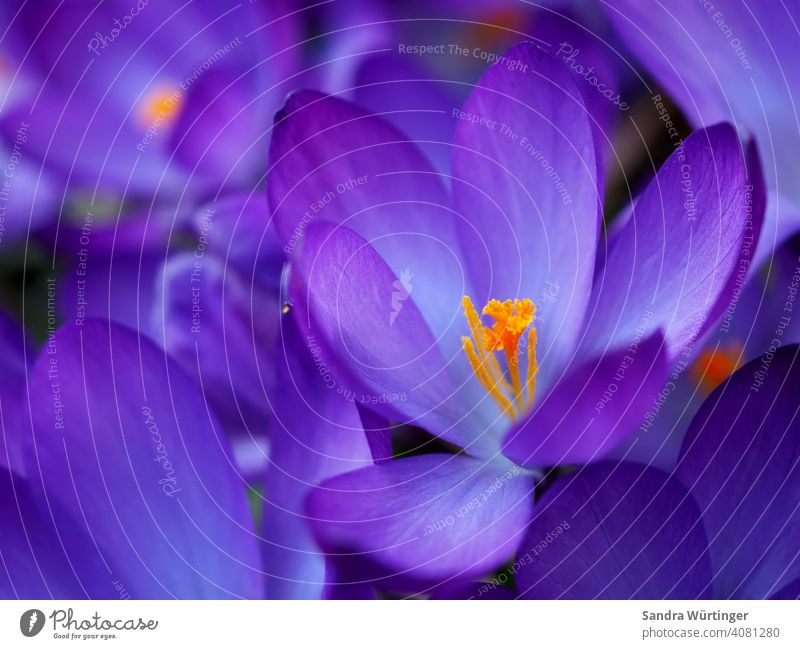 Purple crocuses / Spring fever purple Nature Blossom Flower Plant Violet Garden Blossoming Colour photo naturally Macro (Extreme close-up) Exterior shot