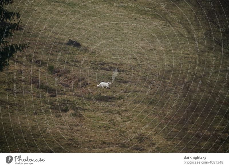 Dreamlike highland plain with a single white cat hunting or stalking Hunting Cat highlands Plain Domestic cat Nature Observe Mammal Exterior shot Pet Animal