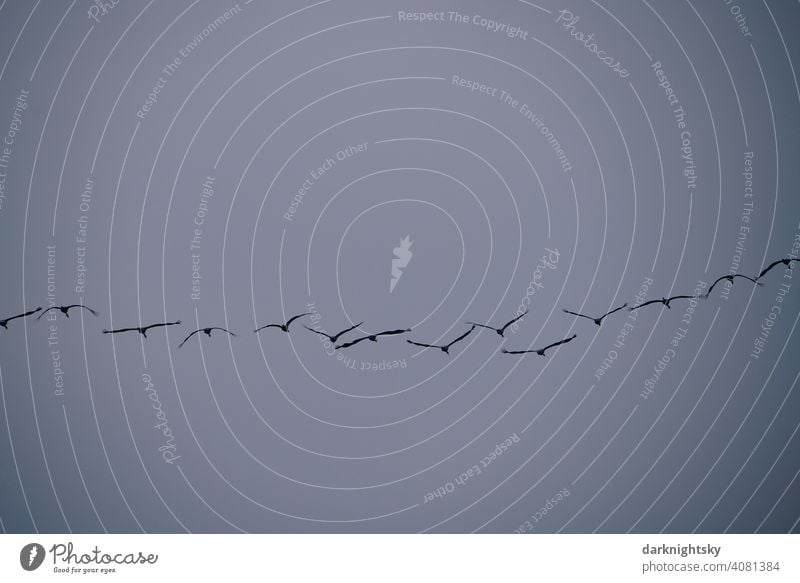 Cranes on migration in a group Flying birds, looking for a place to land. Grus grus. Migratory birds Deserted Exterior shot Environment Wild animal